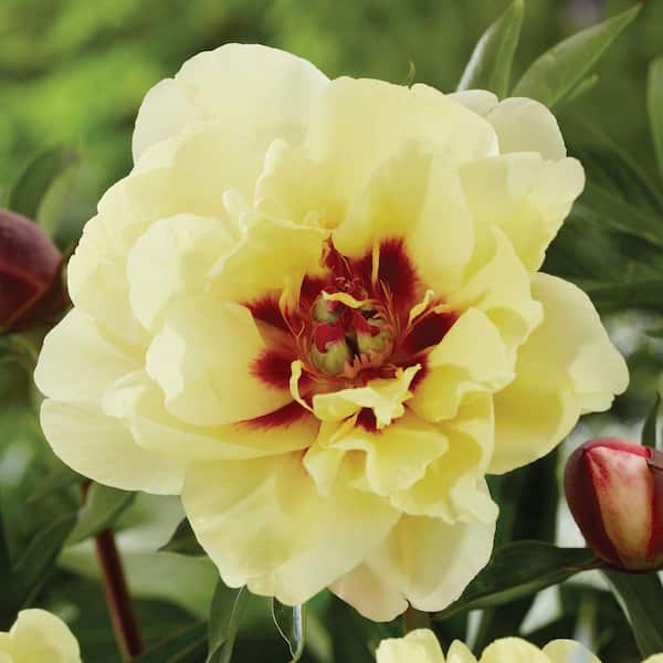 VAN ZYVERDEN Itoh Peony Yellow Waterlily Set of 1 Root