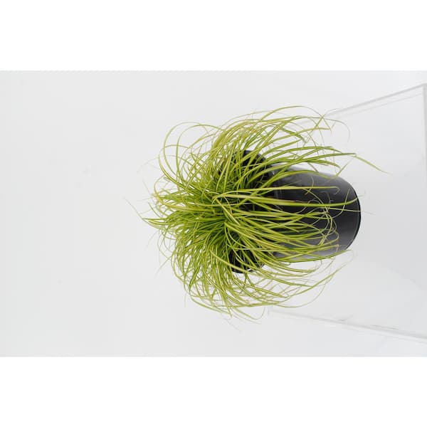 Unbranded Perennial Grass Carex oshimensis Eversheen 2.5 qt. (4-Pack)