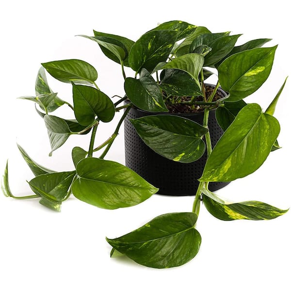 Plants by Post 6 in. Golden Pothos Plant in Grower Pot