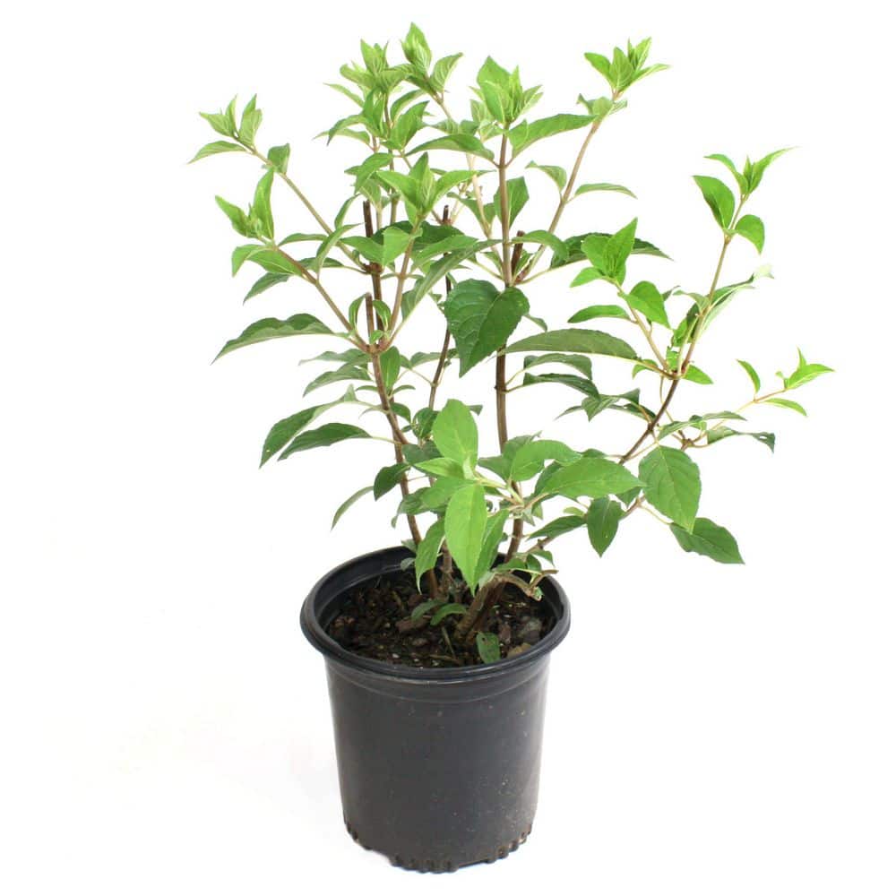 national PLANT NETWORK 1 Gal. Hydrangea Sweet Starlight Shrub with