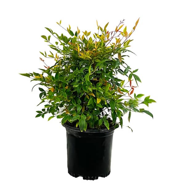 Unbranded 2.5 Qt. Gulf Stream Heavenly Bamboo Live Shrub with Small White Flowers