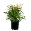 Unbranded 2.5 Qt. Gulf Stream Heavenly Bamboo Live Shrub with Small White Flowers O560001