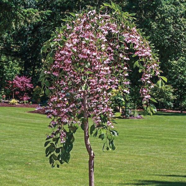 Spring Hill Nurseries Marley's Pink Japanese Snowbell (Styrax) Live Bareroot Ornamental Tree Pink Flowers (1-Pack)