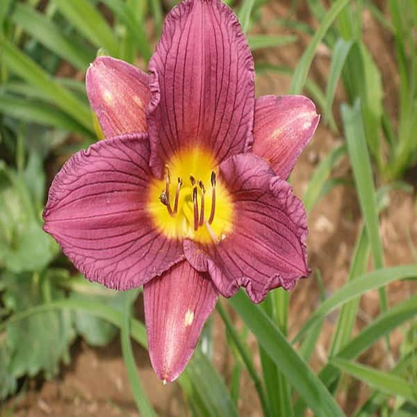 OnlinePlantCenter 1 gal. Purple d'Oro Daylily Plant