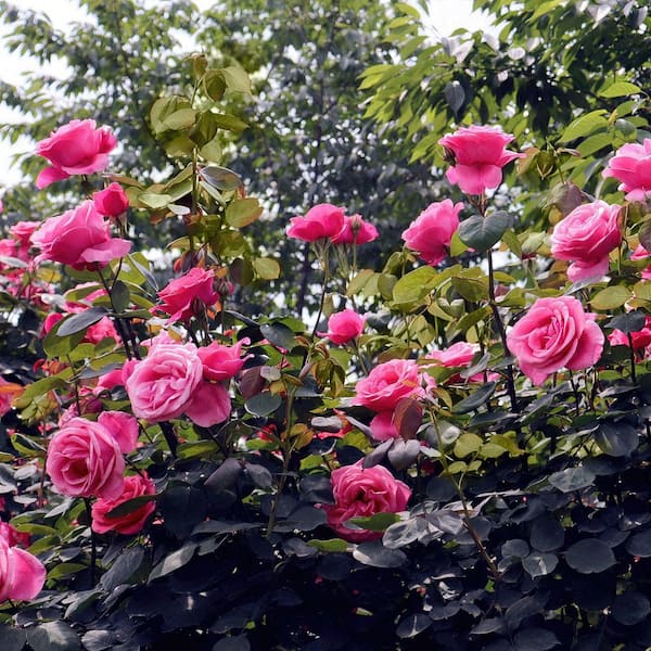 national PLANT NETWORK Bare Root Rose Curly Pink with Pink Flowers
