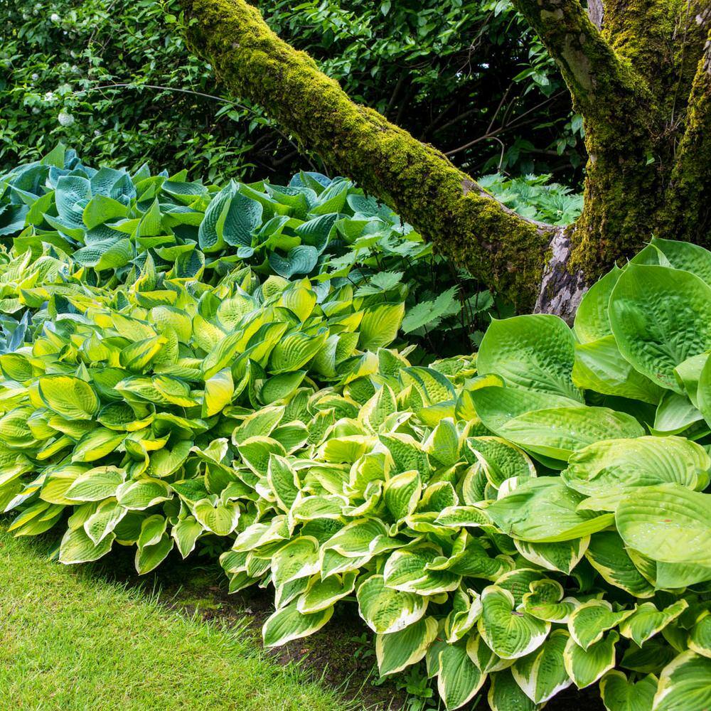Verdant Medley Assorted Colors Hosta Bare Root Perennial Plants (8-Pack)