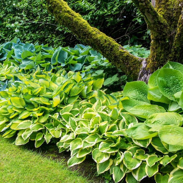 Spring Hill Nurseries Verdant Medley Hosta Mixture, Dormant Bare Root Perennial Plants (8-Pack)