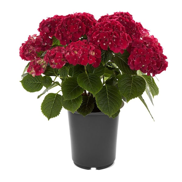 Hydrangea4937　0602 Unbranded. 2.5 QT Hydrangea macrophylla 'Hi Fire Red' Perennial