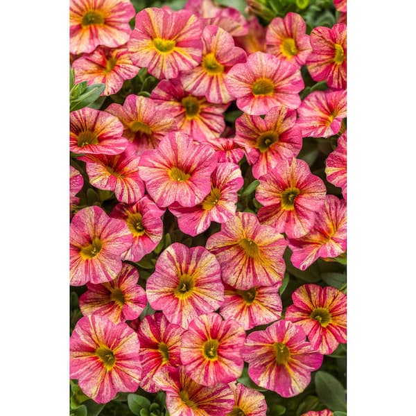PROVEN WINNERS 4.25 in. Grande Superbells Tropical Sunrise (Calibrachoa) Live Plant, Pink, Yellow, and Red-Streaked Flowers (4-Pack)