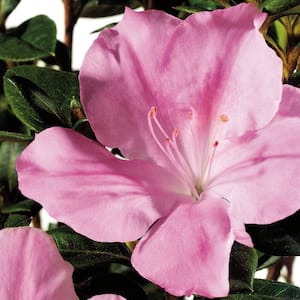 2 Gal. Autumn Sweetheart - Pink Re-Blooming Compact Evergreen Shrub
