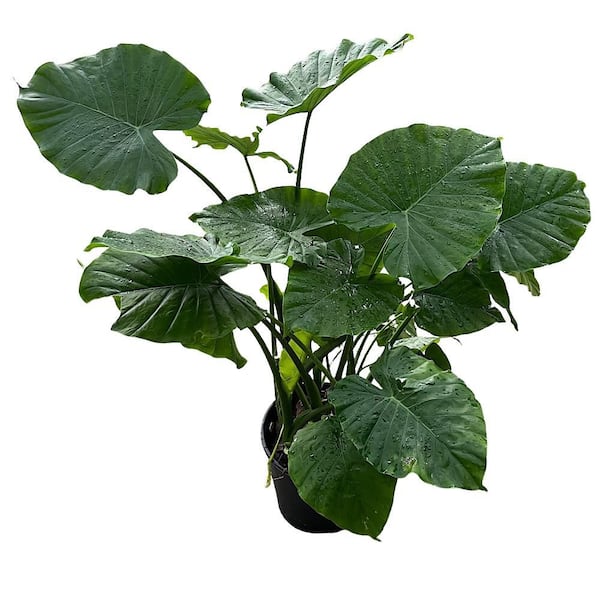 3 Gal. Giant Upright Elephant Ear Non-Flowering Shrub