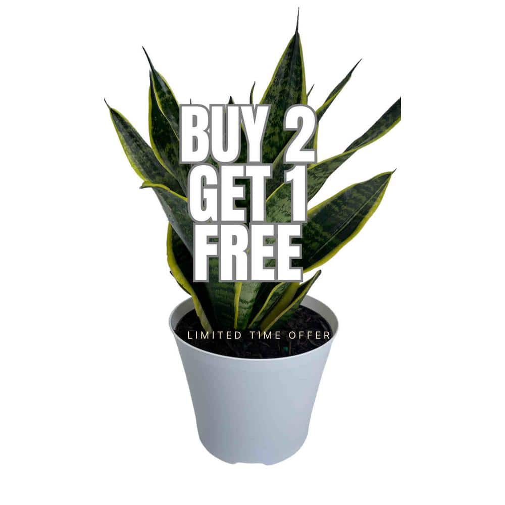 EVERBLOOM GROWERS, INC. 6 in. Snake Plant Sansevieria Plant Grower's ...