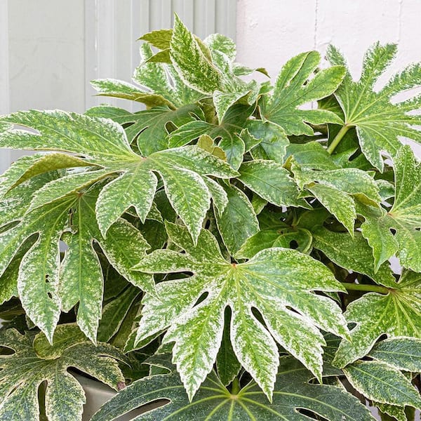 Wekiva Foliage Speckled Spider Web Aralia-Live Plant in a 6 Inch