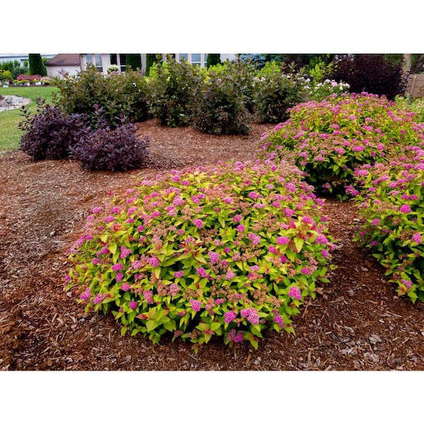 Rainbow Maker – Cub Shrub