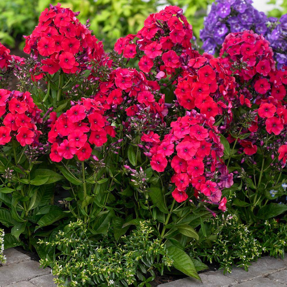 VAN ZYVERDEN Tall Phlox Red Riding Hood (Set of 5 Roots) 83860 - The Home  Depot
