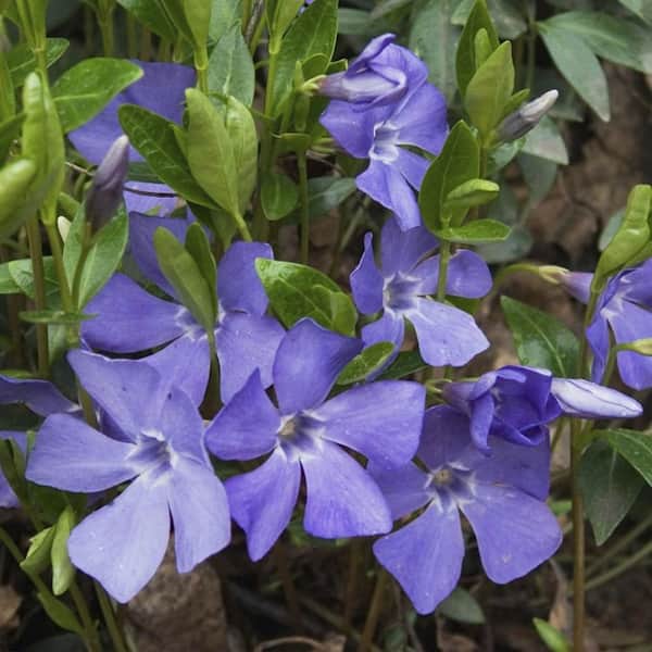 ALTMAN PLANTS 2.5 Qt. Periwinkle Vinca Minor Live Shrub Plant with