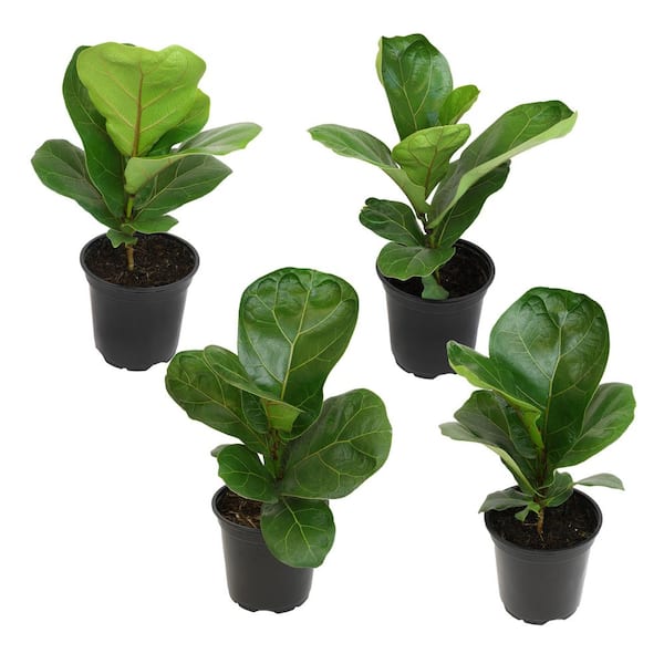 ALTMAN PLANTS 4.25 in. FICUS LYRATA - Fiddle Leaf Fig Houseplants (4 ...