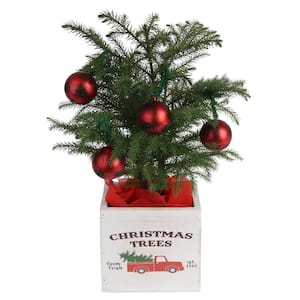 Fresh Norfolk Island Pine Indoor Plant in 4 in. Decor Pot, Avg. Shipping Height 10 in. Tall