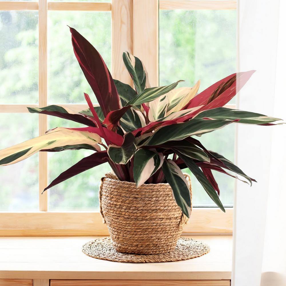 Stromanthe Triostar Indoor Air-Purifying Plant in Black Plastic Container