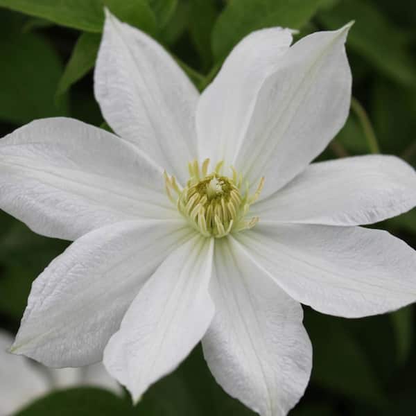 DIRECT GARDENING Grefve Erik Ruuth White Flowering Clematis Vine Dormant Bare Root Perennial Starter Plant (1-Pack)