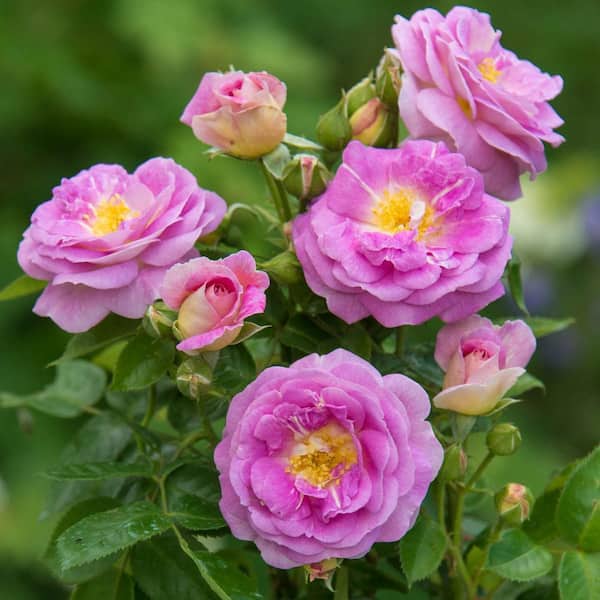DIRECT GARDENING Arctic Blue Floribunda Rose, Dormant Bare Root