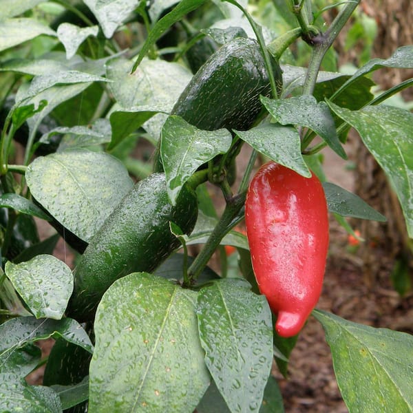 raat ki rani flower plant Buy Raat Rani
