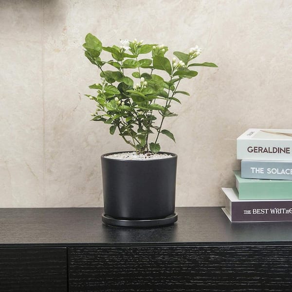 Medium Black Ceramic Indoor/Outdoor Planter with Saucer (5.5 in. W