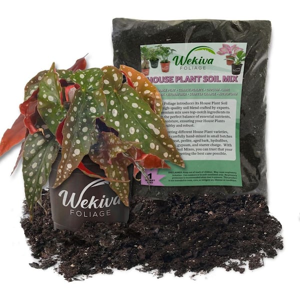 Wekiva Foliage Polka Dot Begonia and Soil Mix Combo-Live Plant in a 4 in. Pot with 1 Quart HousePlant Soil Mix-Begonia Maculata
