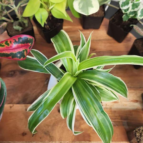 Altman Plants 2in Easy to Grow Live Houseplants (6 Pack)