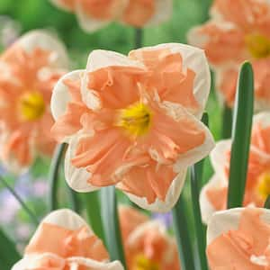 Daffodils Apricot Whirl Bulbs (12-Pack)