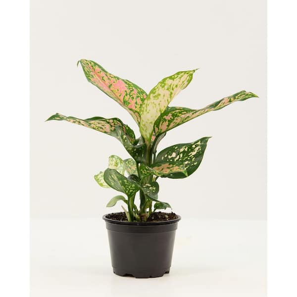 national PLANT NETWORK 6 in. Aglaonema Red Wishes Plant