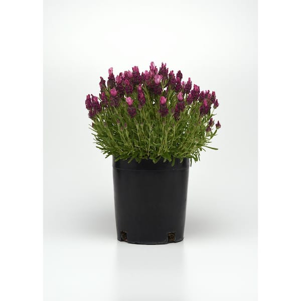 Unbranded 2.5 Qt. Assorted Flowering Perennial Lavender