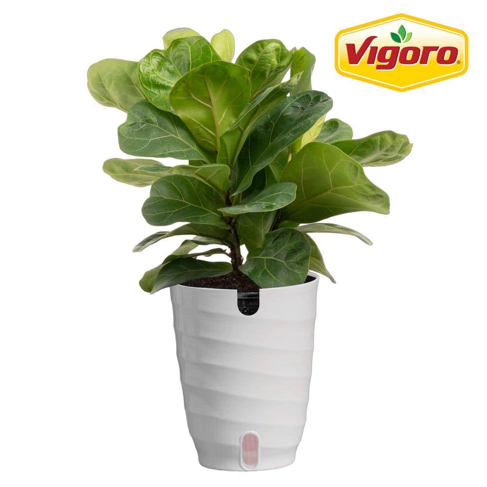 pflanzgefe fr olivenbume Olivenbaum-Set + Hugo 4459 cm Dschungelgrn
