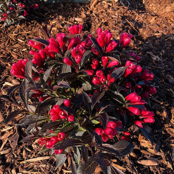 Jumbo Pint Electric Love Weigela Live Shrub, Vibrant Red Flowers