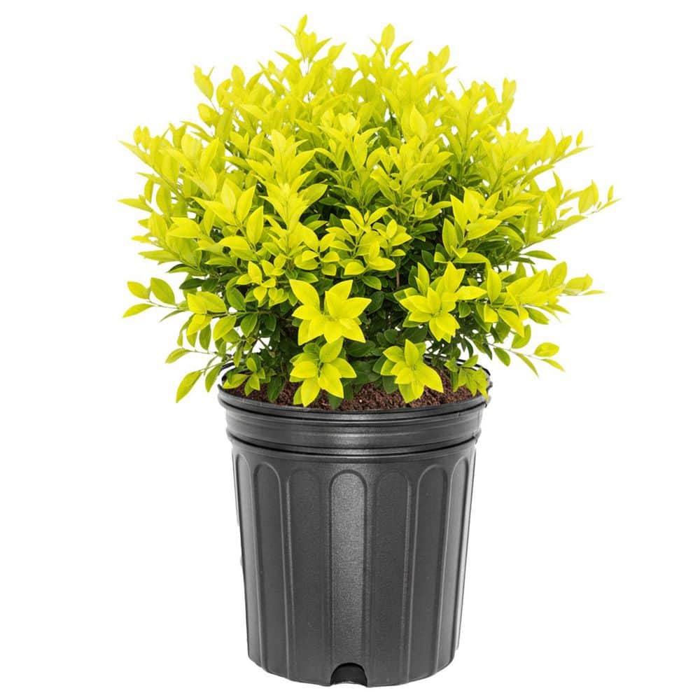shrubs-bushes-ligsun03g-