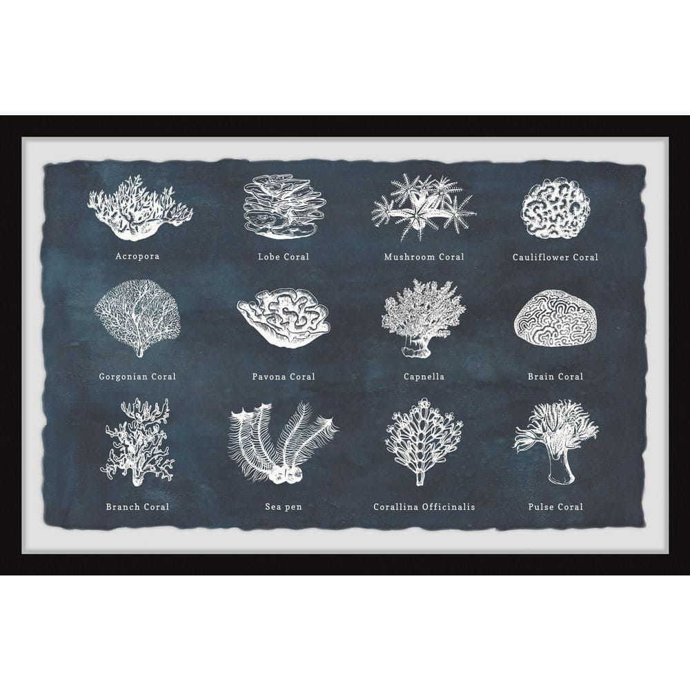 Coral Identification by Marmont Hill Framed Nature Art Print 24 in. x 36 in