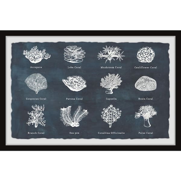 Unbranded "Coral Identification" by Marmont Hill Framed Nature Art Print 24 in. x 36 in.