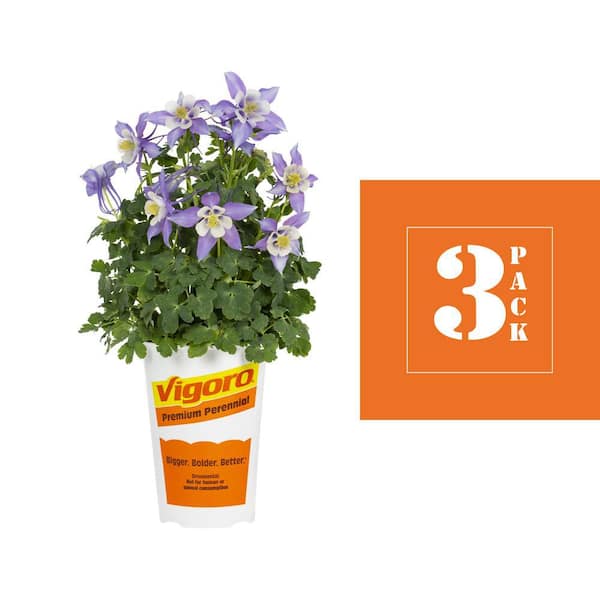 2 qt. Aquilegia Columbine Kirigami Deep Blue & White Bicolor Perennial Plant (3-Pack)