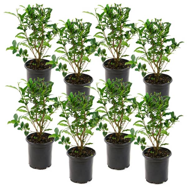 1 gal. Brew-Tea-Ful Camelia Sinensis Shrub (8-Pack)