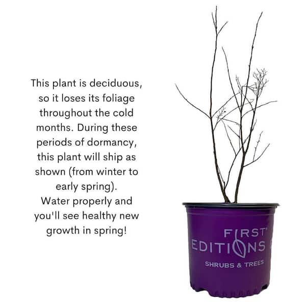 FIRST EDITIONS 1 Gal. Lunar Magic Crape Myrtle Flowering Shrub