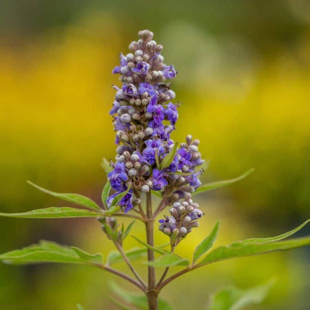 FIRST EDITIONS 2 Gal. Violet Mist Chastetree Shrub with Blue Purple ...