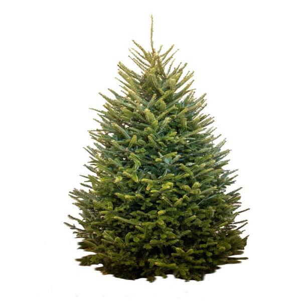 Unbranded 10- 12 ft. Freshly Cut Live Fraser Fir Christmas Tree