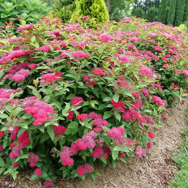 3 Gal. Double Play Doozie Spirea Flowering Live Shrub with Red Flowers