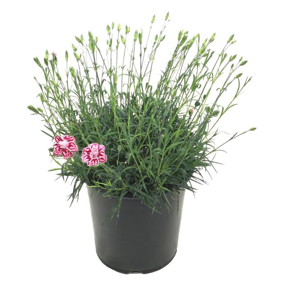 Pinks (dianthus) Starburst Plant 21189 - The Home Depot