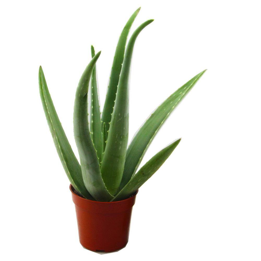 Petite Indoor/Outdoor 3-Pack Aloe Vera in 2" Brown Pots