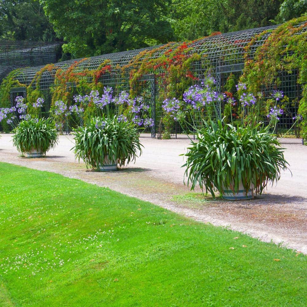 Agapanthus Plant with Purple Flowers in 7" Planter