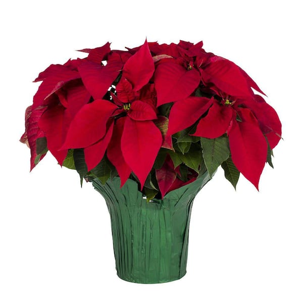 METROLINA GREENHOUSES 3.5 qt. 8 in. Live Christmas Poinsettia Red with Green Foil Holiday Plant (1-Pack)