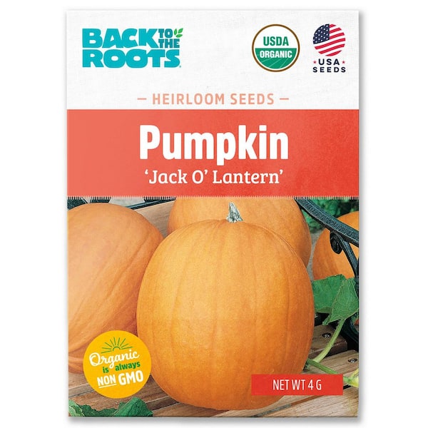 Organic Jack O'lantern Pumpkin Seed