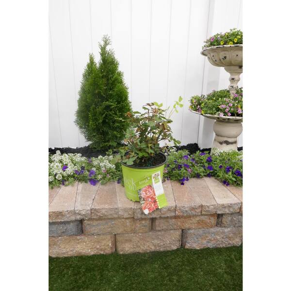 KNOCK OUT 3 Gal. Coral Knock Out Rose Bush with Brick Orange to Pink  Flowers 21308 - The Home Depot