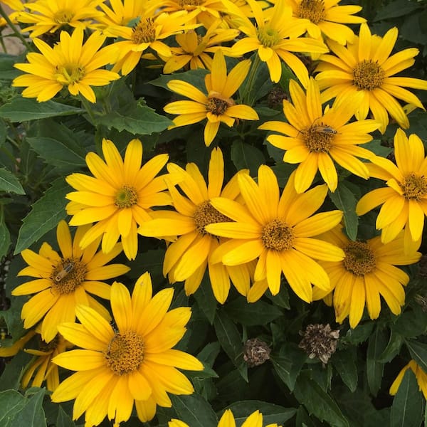 0.65 Gal. Tuscan Gold False Sunflower (Heliopsis helianthoides) Live Perennial Plant with Yellow Flowers